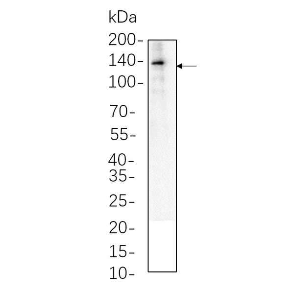 U-Blot® VE-Cadherin Rabbit Monoclonal Antibody (PT0553R) – Figure 1 of 1