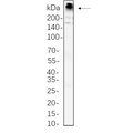 U-Blot® Fatty Acid Synthase Rabbit Monoclonal Antibody – Figure 1 of 1