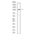 U-Blot® ABL1 Rabbit Monoclonal Antibody – Figure 1 of 1