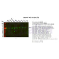 U-Blot® PKC α Rabbit Monoclonal Antibody – Figure 1 of 2
