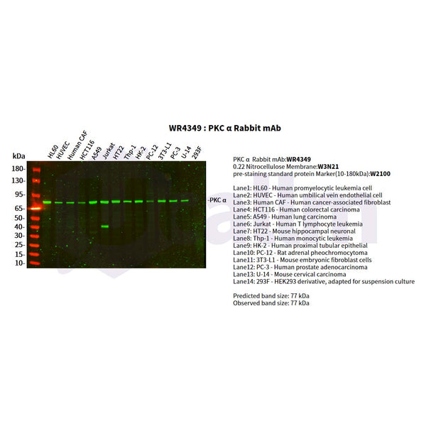 U-Blot® PKC α Rabbit Monoclonal Antibody – Figure 1 of 2