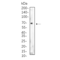 U-Blot® Albumin Rabbit Monoclonal Antibody – Figure 1 of 1