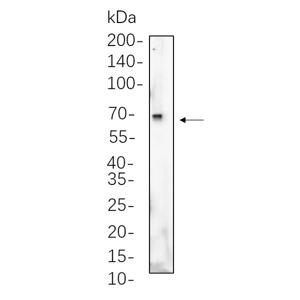 U-Blot® Albumin Rabbit Monoclonal Antibody – Figure 1 of 1