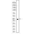U-Blot® PRAS40 Rabbit Monoclonal Antibody – Figure 1 of 1