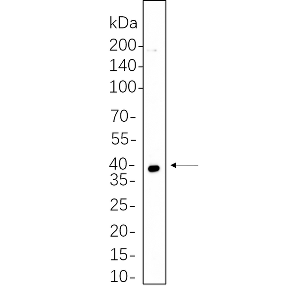 U-Blot® PRAS40 Rabbit Monoclonal Antibody – Figure 1 of 1