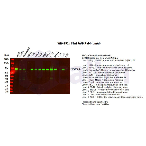 U-Blot® STAT5A/B Rabbit Monoclonal Antibody – Figure 1 of 2