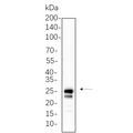 U-Blot® mtTFA Rabbit Monoclonal Antibody – Figure 1 of 1