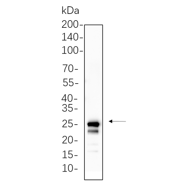 U-Blot® mtTFA Rabbit Monoclonal Antibody – Figure 1 of 1