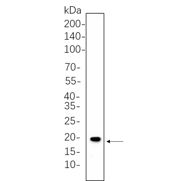 U-Blot® Caveolin-1 Rabbit Monoclonal Antibody – Figure 1 of 1