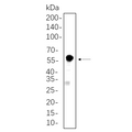 U-Blot® SESN2 Rabbit Monoclonal Antibody – Figure 1 of 1