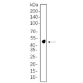 U-Blot® NDRG1 Rabbit Monoclonal Antibody – Figure 1 of 1