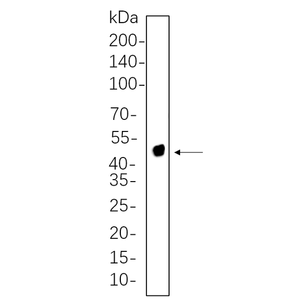 U-Blot® NDRG1 Rabbit Monoclonal Antibody – Figure 1 of 1
