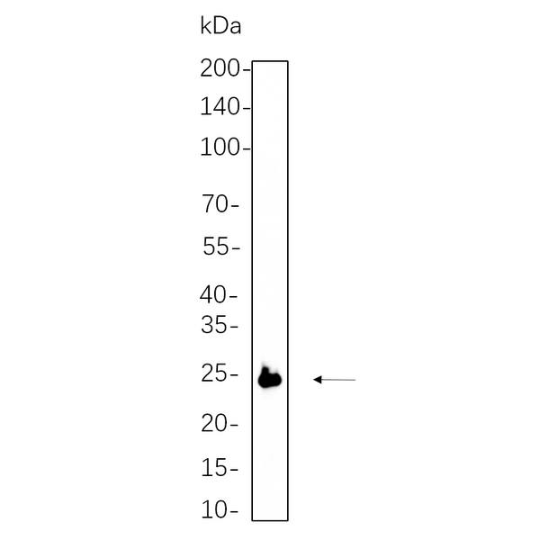U-Blot® eIF4E Rabbit Monoclonal Antibody – Figure 1 of 1
