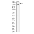 U-Blot® Rpb1 Rabbit Monoclonal Antibody – Figure 1 of 1