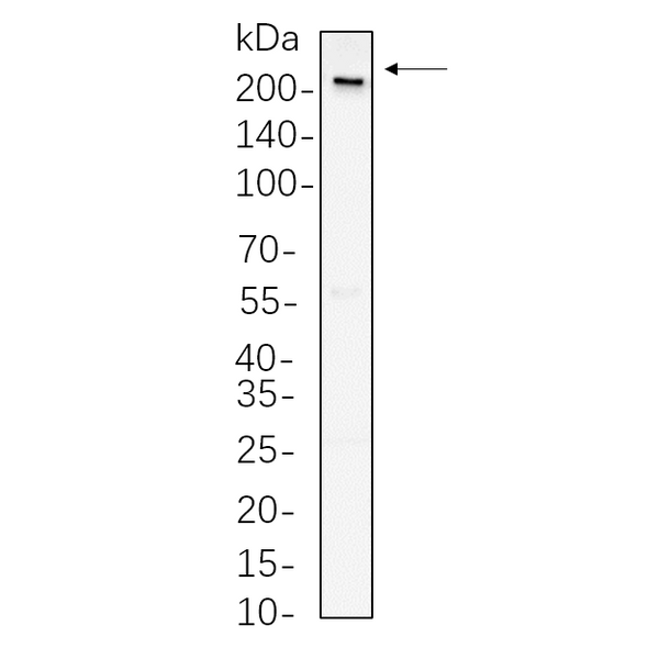 U-Blot® Rpb1 Rabbit Monoclonal Antibody – Figure 1 of 1