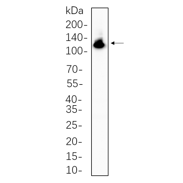U-Blot® NFkB-p100 Rabbit Monoclonal Antibody – Figure 1 of 1