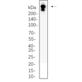 U-Blot® DNA PKcs Rabbit Monoclonal Antibody – Figure 1 of 1