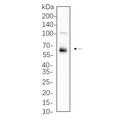 U-Blot® LKB1 Rabbit Monoclonal Antibody – Figure 1 of 1