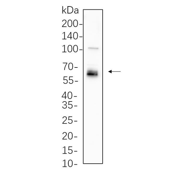 U-Blot® LKB1 Rabbit Monoclonal Antibody – Figure 1 of 1
