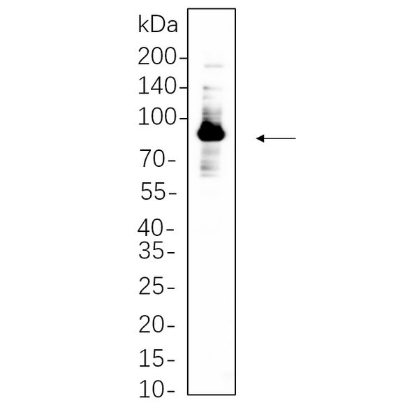 U-Blot® Glycogen Synthase Rabbit Monoclonal Antibody – Figure 1 of 1