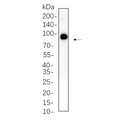 U-Blot® FAP Rabbit Monoclonal Antibody – Figure 1 of 1