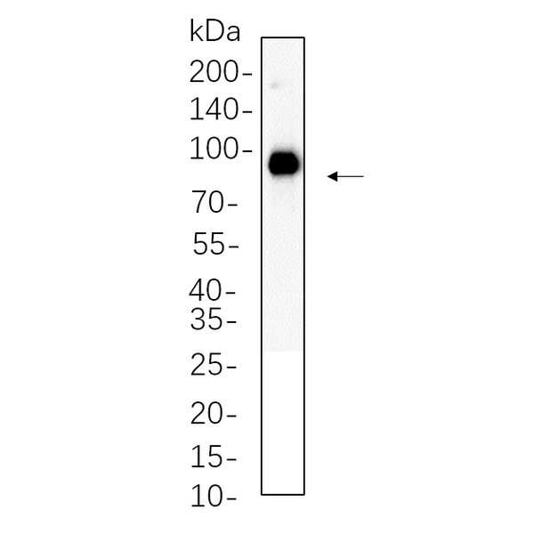 U-Blot® FAP Rabbit Monoclonal Antibody – Figure 1 of 1