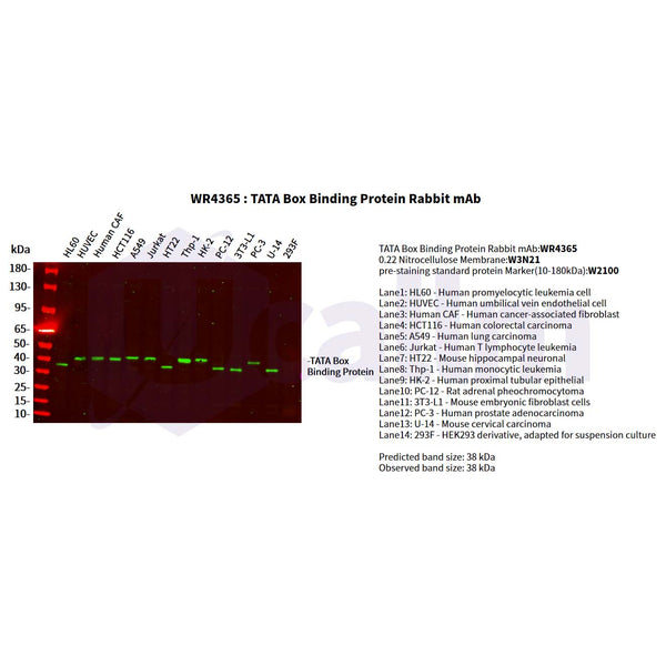 U-Blot® TATA Box Binding Protein Rabbit Monoclonal Antibody – Figure 1 of 2