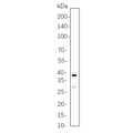 U-Blot® Granzyme B Rabbit Monoclonal Antibody – Figure 1 of 1
