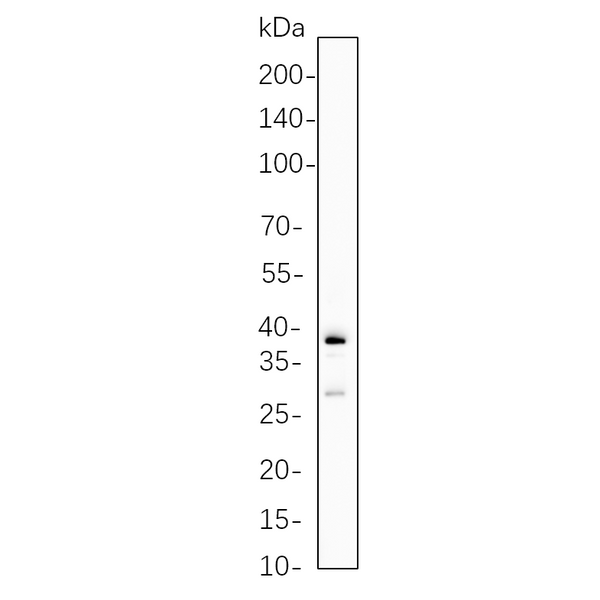 U-Blot® Granzyme B Rabbit Monoclonal Antibody – Figure 1 of 1