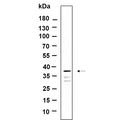 U-Blot® GAPDH Rabbit Monoclonal Antibody (PT0582R) – Figure 1 of 1