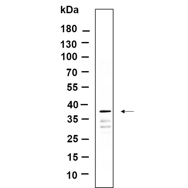 U-Blot® GAPDH Rabbit Monoclonal Antibody (PT0582R) – Figure 1 of 1