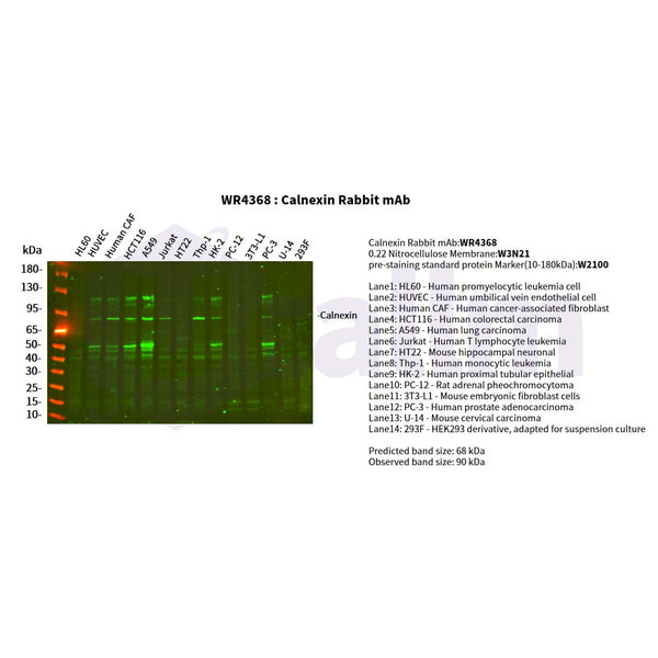 U-Blot® Calnexin Rabbit Monoclonal Antibody – Figure 1 of 2