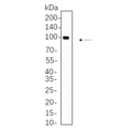 U-Blot® EGR1 Rabbit Monoclonal Antibody – Figure 1 of 1