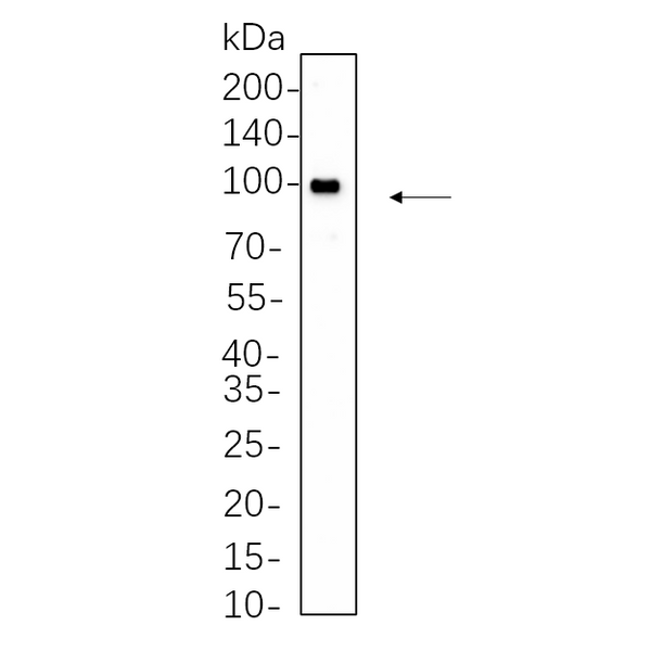 U-Blot® EGR1 Rabbit Monoclonal Antibody – Figure 1 of 1