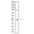 U-Blot® MCL1 Rabbit Monoclonal Antibody – Figure 1 of 1