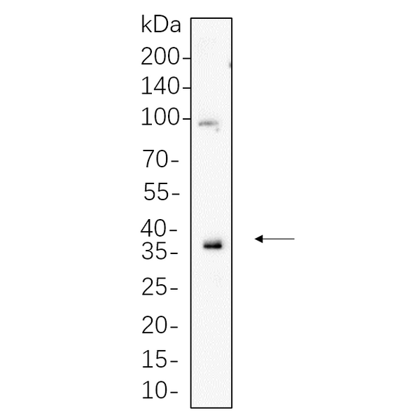 U-Blot® MCL1 Rabbit Monoclonal Antibody – Figure 1 of 1