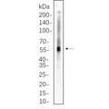 U-Blot® ATGL Rabbit Monoclonal Antibody – Figure 1 of 1
