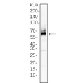 U-Blot® Src Rabbit Monoclonal Antibody – Figure 1 of 1
