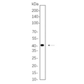 U-Blot® MEK4 Rabbit Monoclonal Antibody – Figure 1 of 1