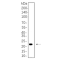 U-Blot® HRAS Rabbit Monoclonal Antibody – Figure 1 of 1