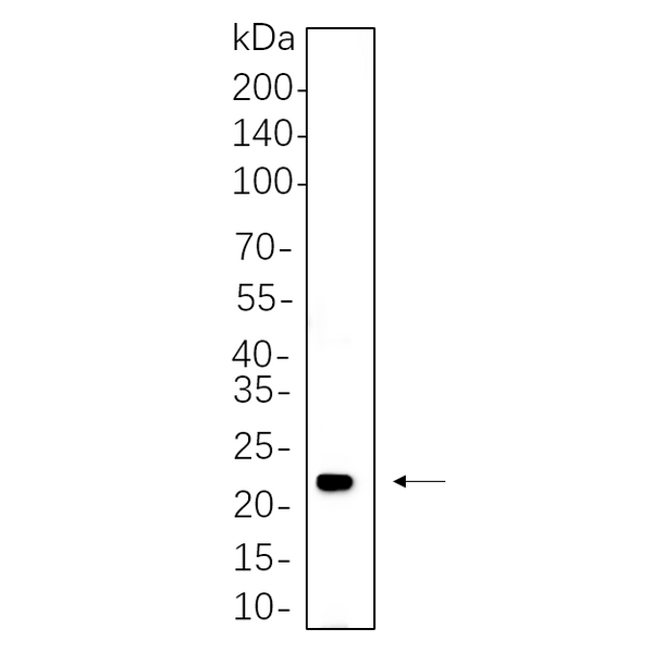 U-Blot® HRAS Rabbit Monoclonal Antibody – Figure 1 of 1