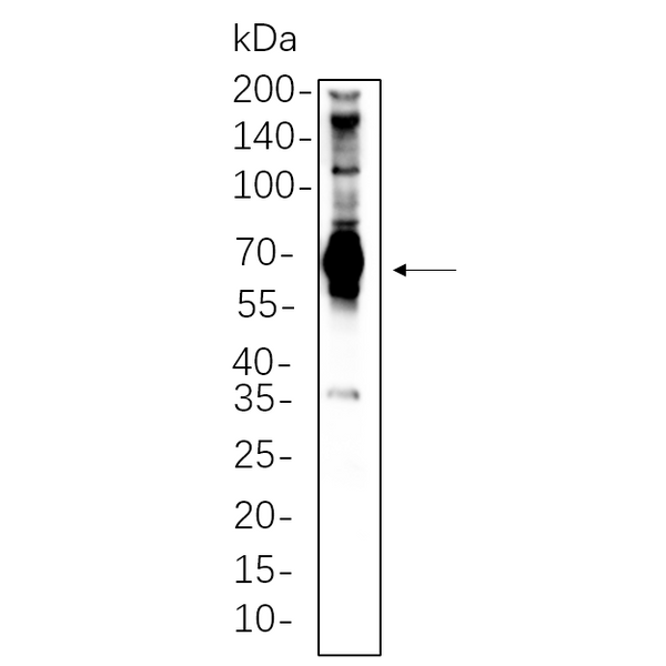 U-Blot® SH-PTP2 Rabbit Monoclonal Antibody – Figure 1 of 1