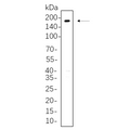 U-Blot® ErbB-3 Rabbit Monoclonal Antibody – Figure 1 of 1