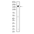 U-Blot® PLC γ1 Rabbit Monoclonal Antibody – Figure 1 of 1