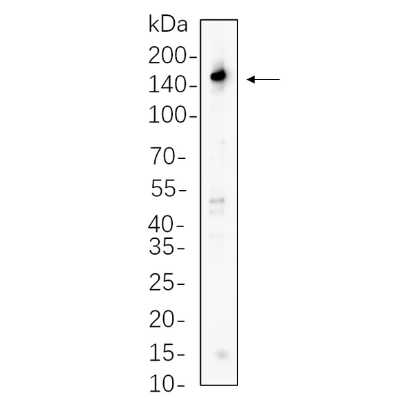 U-Blot® PLC γ1 Rabbit Monoclonal Antibody – Figure 1 of 1