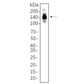 U-Blot® HDAC4 Rabbit Monoclonal Antibody – Figure 1 of 1