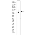U-Blot® Synapsin I Rabbit Monoclonal Antibody – Figure 1 of 1