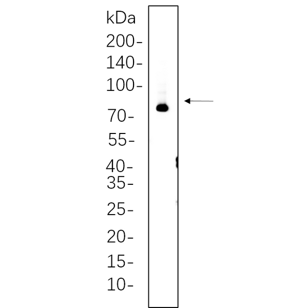 U-Blot® Synapsin I Rabbit Monoclonal Antibody – Figure 1 of 1