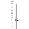 U-Blot® Bim Rabbit Monoclonal Antibody – Figure 1 of 1