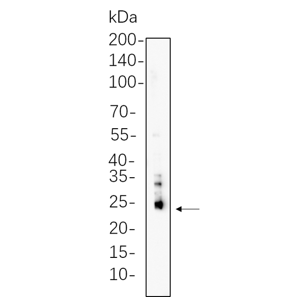 U-Blot® Bim Rabbit Monoclonal Antibody – Figure 1 of 1